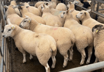 Holsworthy Livestock Market Report: Wednesday, June 24