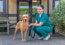 Tiny toy piece triggers major surgery in lifesaving vet rescue