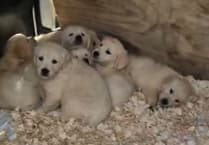 Woolsery woman convicted of illegal dog breeding