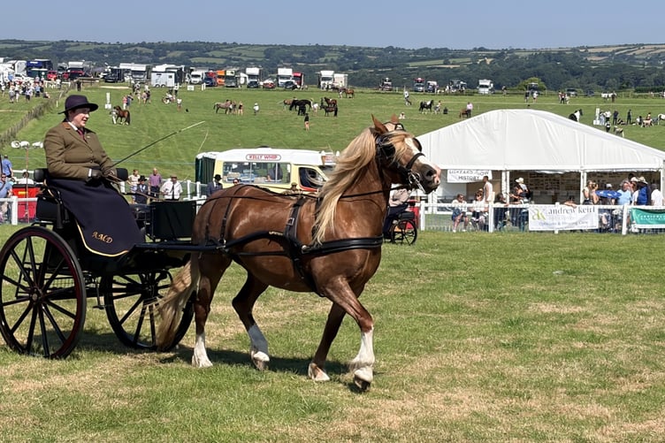 Horse driving in the main ring proved popular with spectators at this year's Liskeard Show