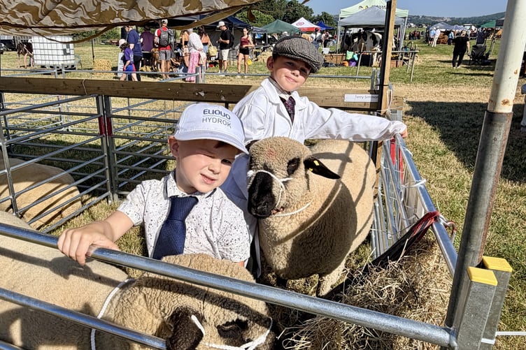 Oliver and Elliott from Castle-An-Dinas, near Newquay were hard at work tending to their Hampshire Down sheep at the Liskeard Show