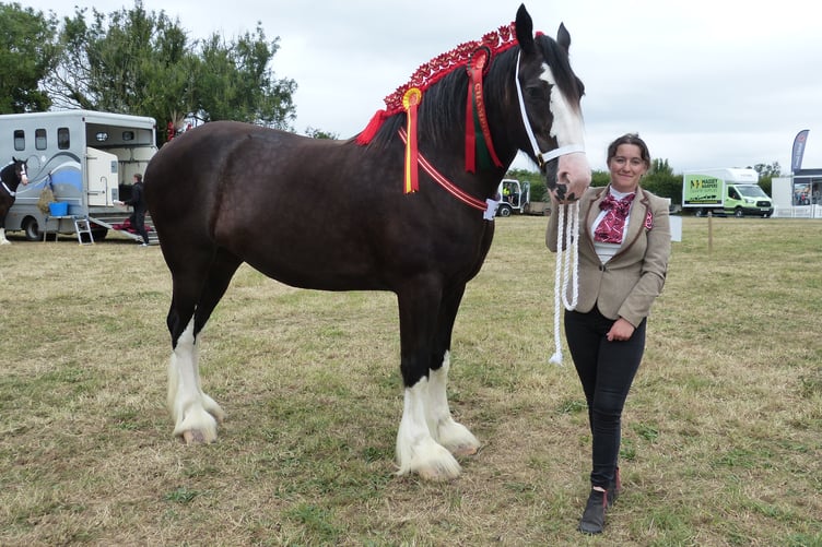 Standing tall, the four-year-old Shire 'Broadlyoak Vashtianna', otherwise known as 'Penny', took the judges breathe away claiming champion overall. Owner Kerry Roberts of Launceston said: "Good competition today. There aren't many entrants this time, but the quality and young stock are real up and comers." As we were leaving a young lad asked Kerry if it would be ok to stroke Penny, she replied: "Yes of course, but mind your feet!"