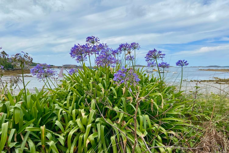 Agapanthus varieties can do well in hot and dry summers. (Picture: Andrew Townsend)
