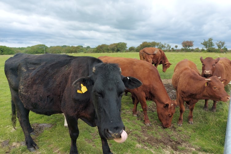 Some cows on a farm near Bodmin Moor (Picture: Aaron Greenaway)