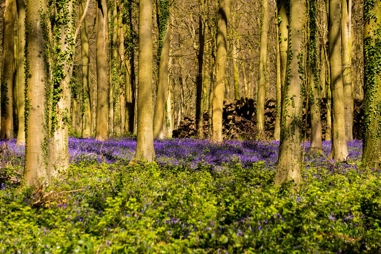 Bluebell wood