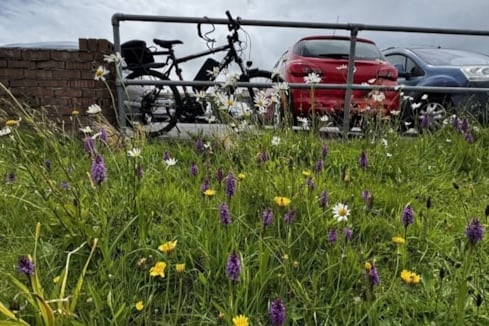 The longer grass has created a meadow-style habitat that is attracting a range of pollinating insects, including bees, butterflies and hoverflies and a colony of yellow meadow ants has also established itself within the site, creating anthills among the grasses