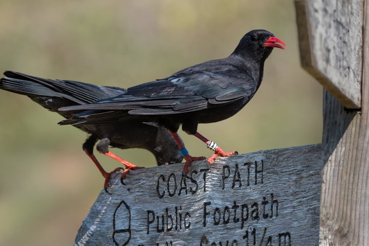 Chough Halzephron (male) at Polurrian. (Picture: John O'Sullivan)