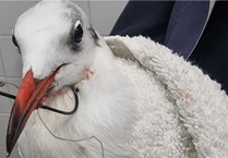 "The barb had gone into its throat": Local saves life of seagull impaled by hook