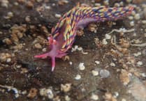 Multi-coloured tiny sea creature usually seen in Spain is discovered in Cornwall