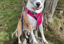 TikTok helps ‘Britain’s loneliest' dog find forever home