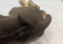 Saltash man given suspended sentence after dog starved to death